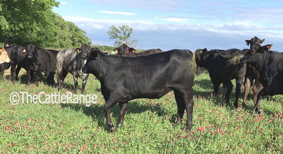 Cattle Range Listing Image