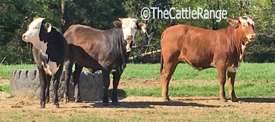 Cattle Range Listing Image