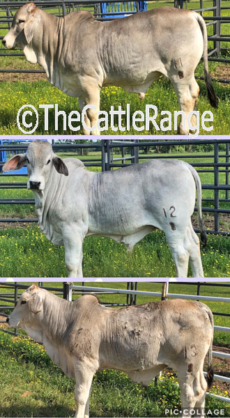 Cattle Range Listing Image