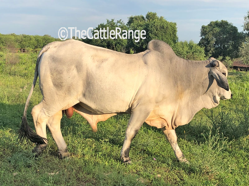 Cattle Range Listing Image