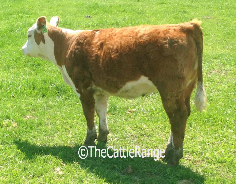 Cattle Range Listing Image