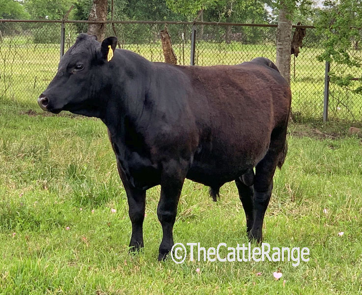 Cattle Range Listing Image