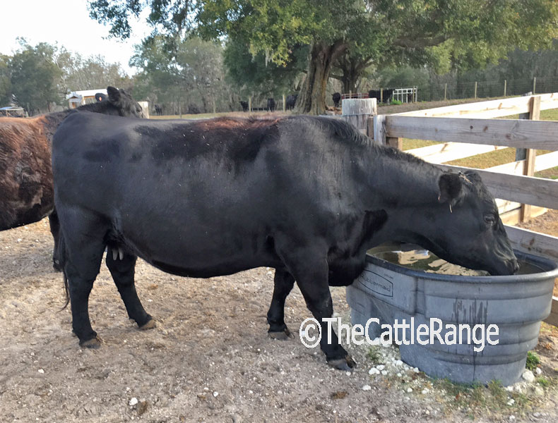 Cattle Range Listing Image