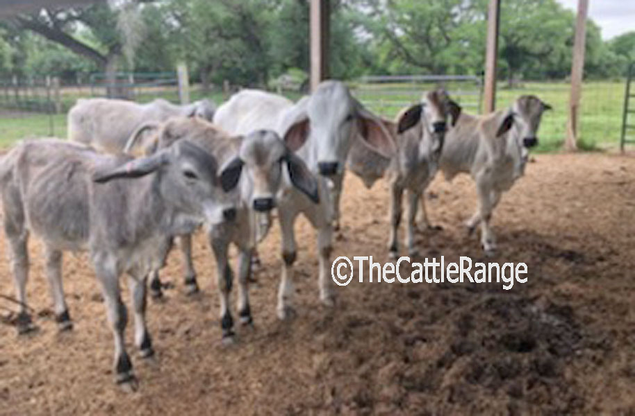 Cattle Range Listing Image