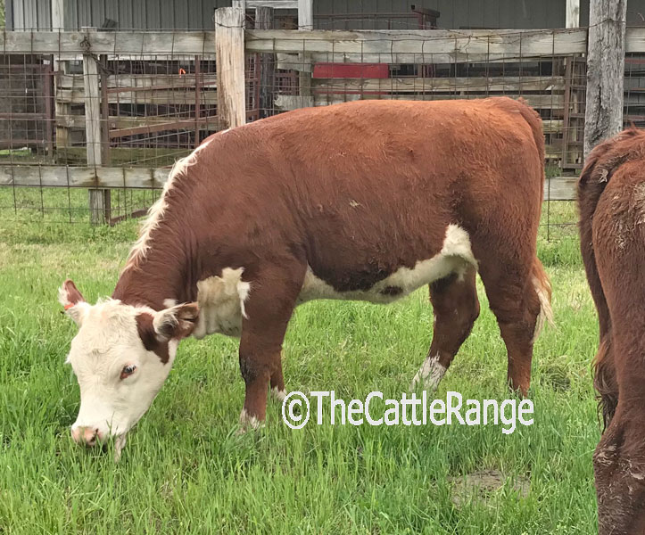 Cattle Range Listing Image
