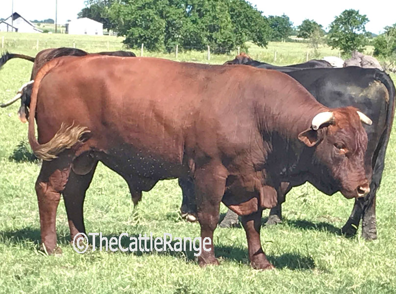 Cattle Range Listing Image