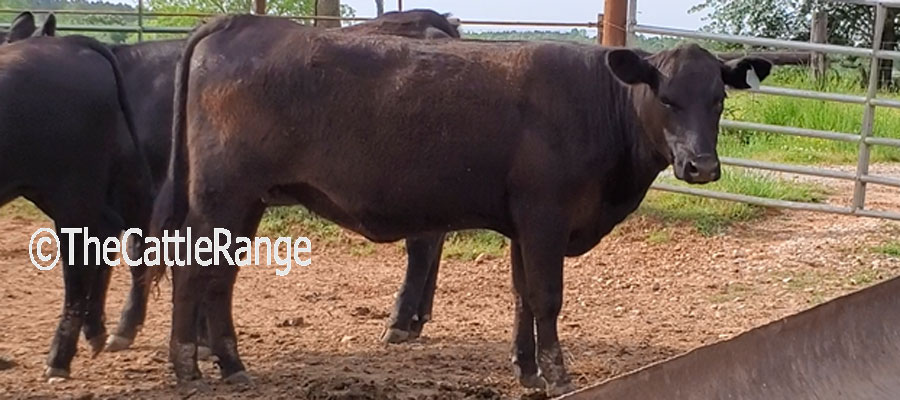 Cattle Range Listing Image