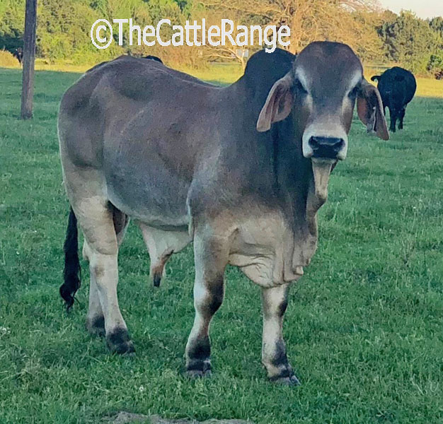 Cattle Range Listing Image