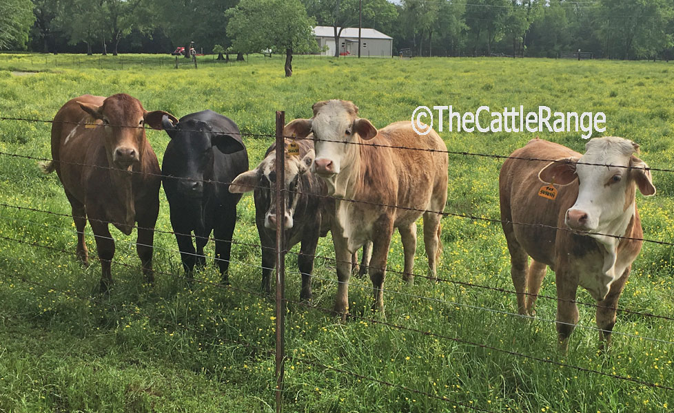 Cattle Range Listing Image