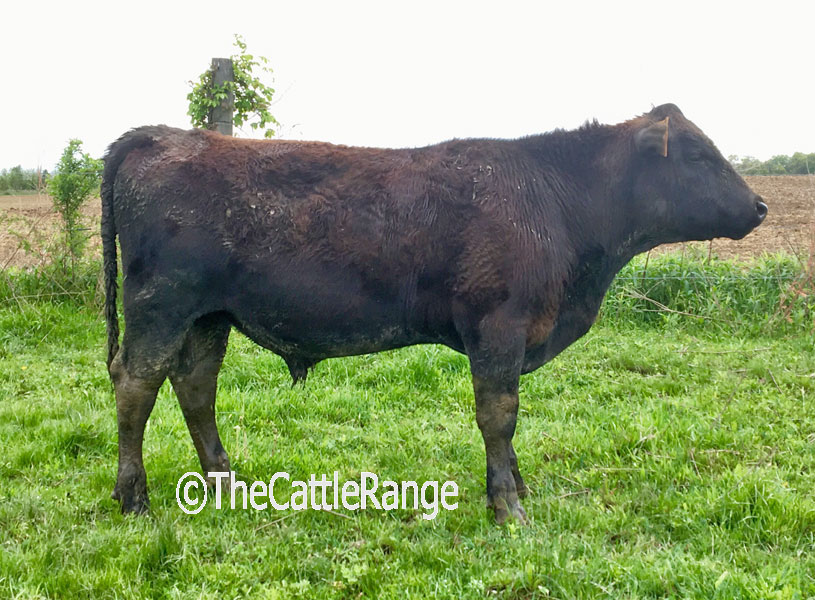 Cattle Range Listing Image
