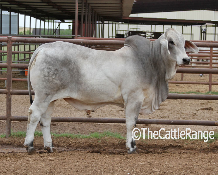 Cattle Range Listing Image