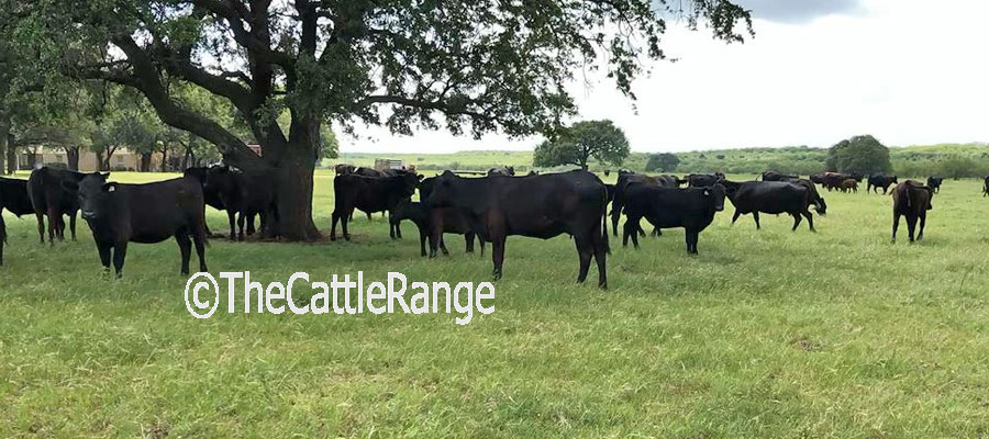 Cattle Range Listing Image