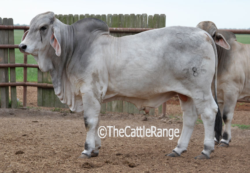 Cattle Range Listing Image