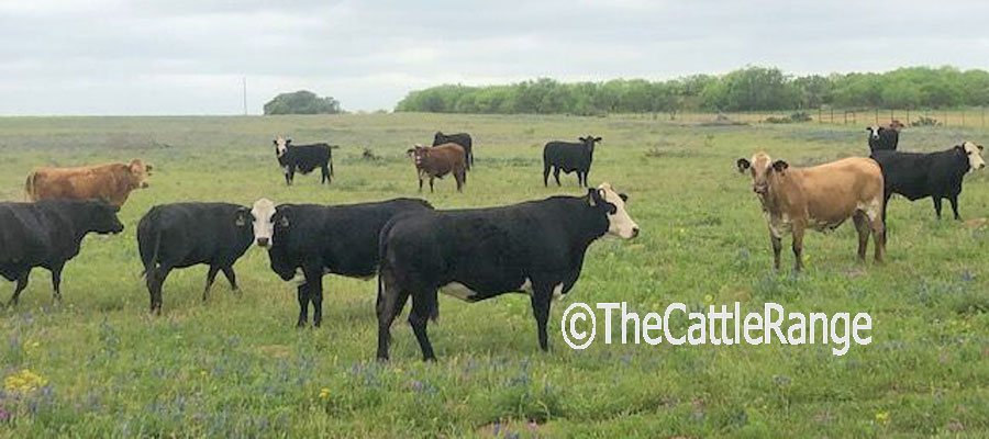 Cattle Range Listing Image