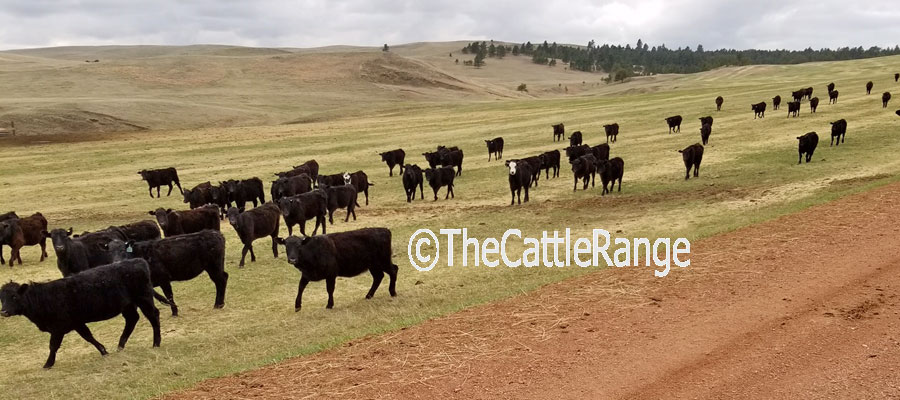 Cattle Range Listing Image