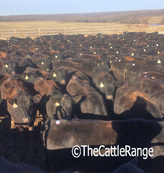 Cattle Range Listing Image