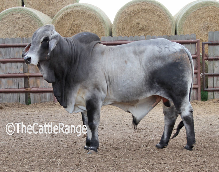 Cattle Range Listing Image