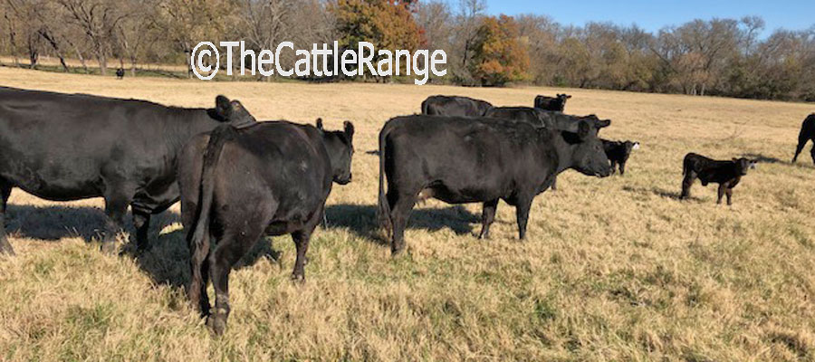 Cattle Range Listing Image