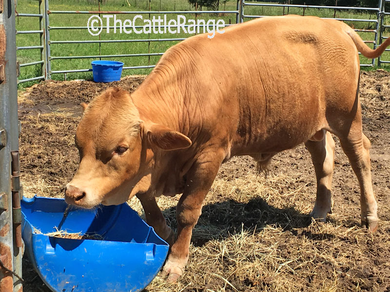 Cattle Range Listing Image
