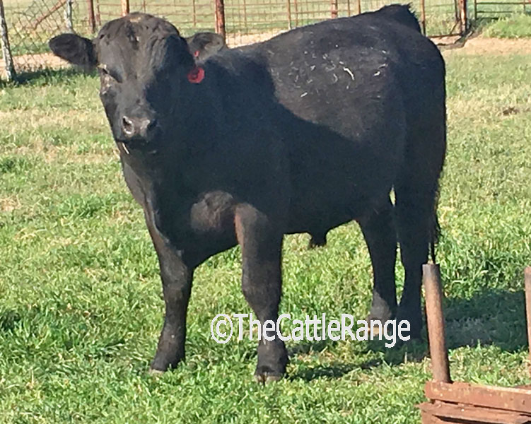 Cattle Range Listing Image