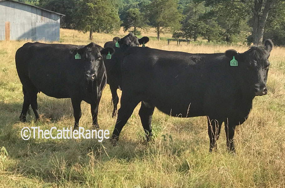 Cattle Range Listing Image