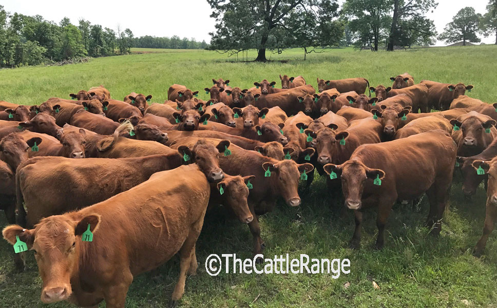 Cattle Range Listing Image