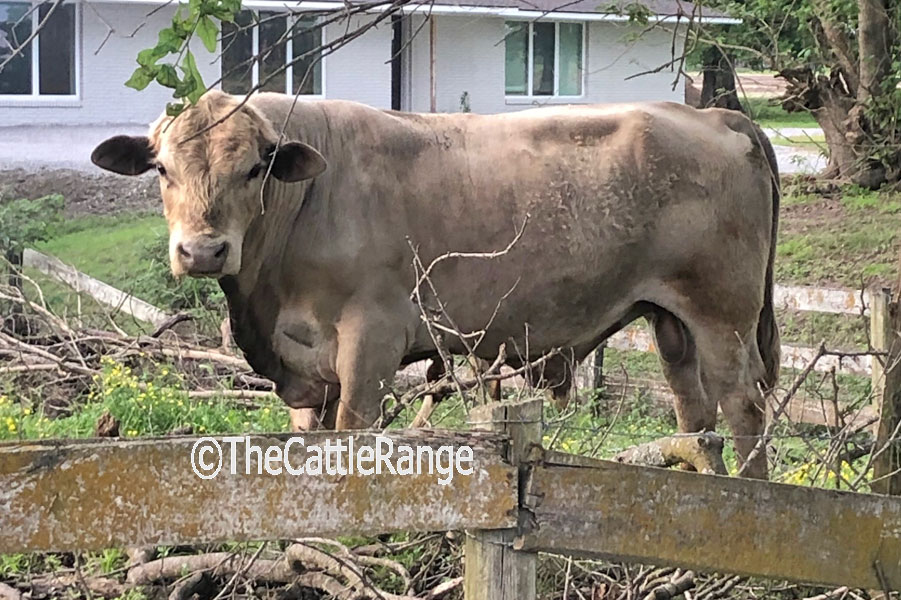Cattle Range Listing Image