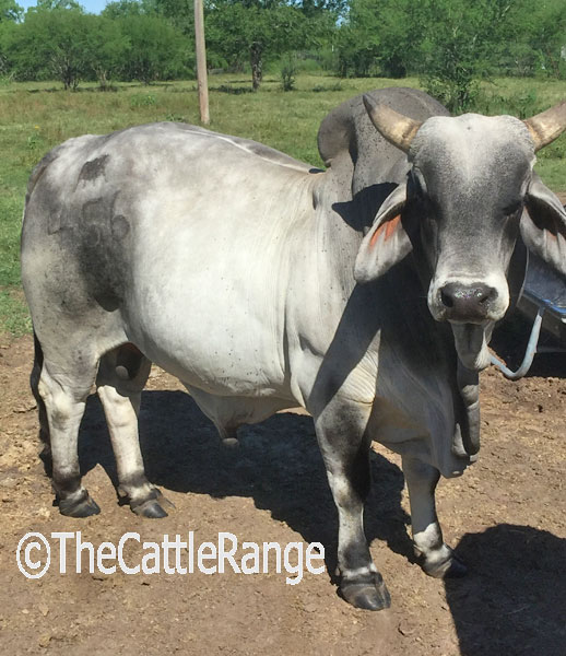 Cattle Range Listing Image