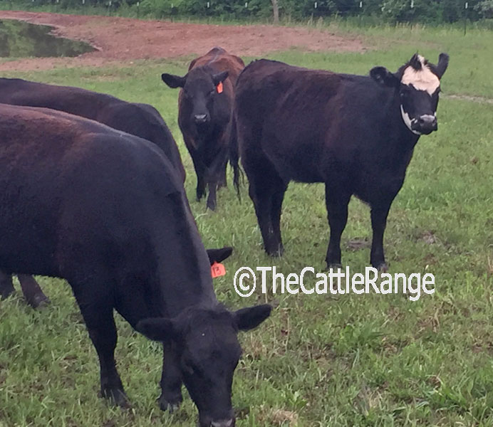 Cattle Range Listing Image
