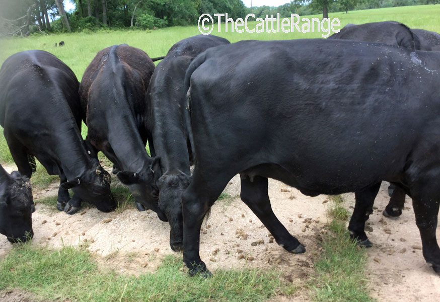 Cattle Range Listing Image