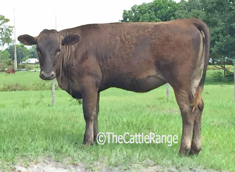 Cattle Range Listing Image