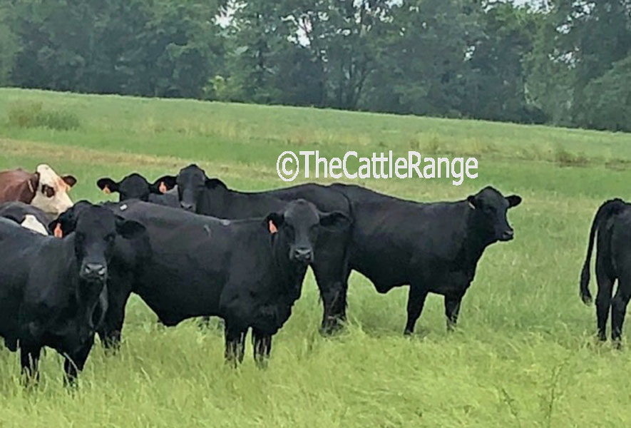 Cattle Range Listing Image