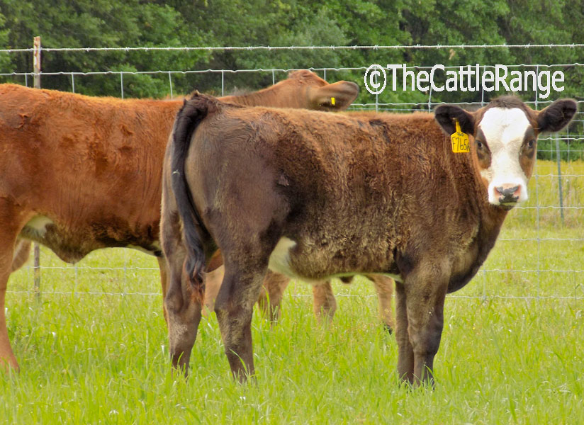 Cattle Range Listing Image