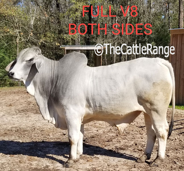 Cattle Range Listing Image