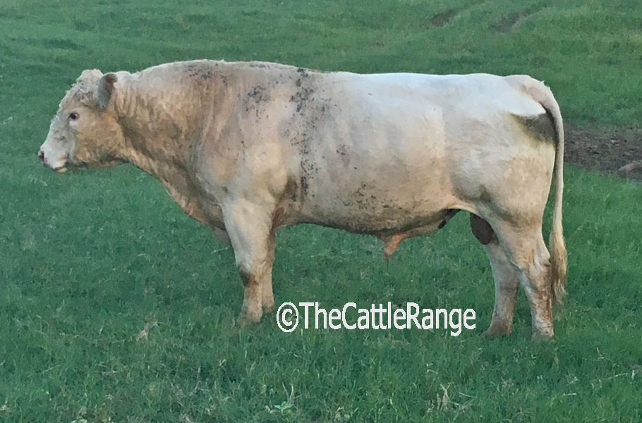 Cattle Range Listing Image