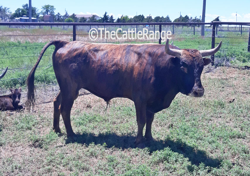 Cattle Range Listing Image