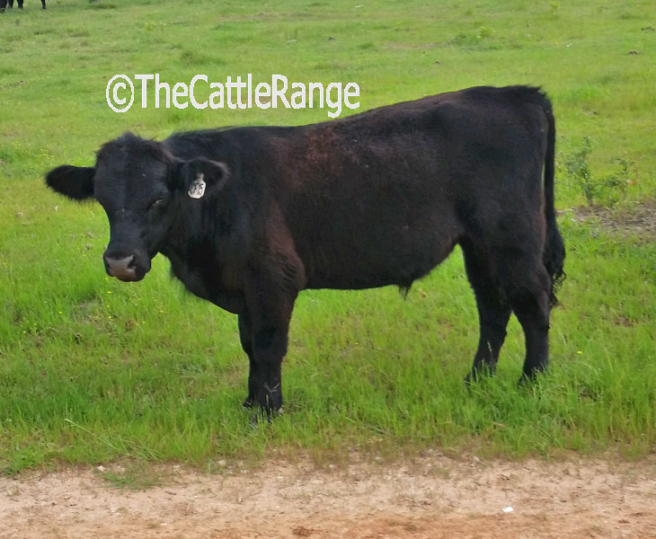 Cattle Range Listing Image