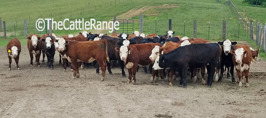 Cattle Range Listing Image