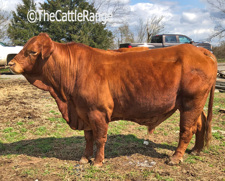 Cattle Range Listing Image