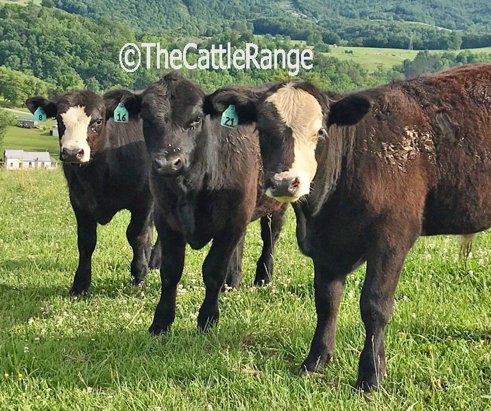 Cattle Range Listing Image