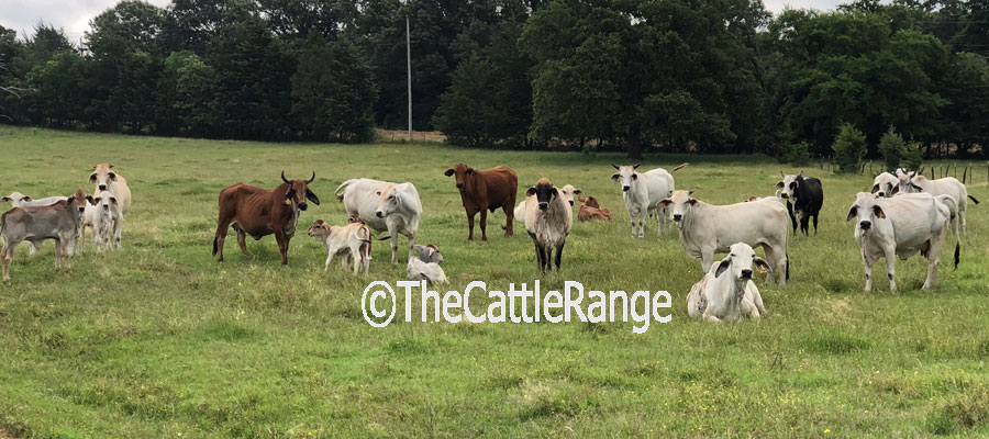Cattle Range Listing Image