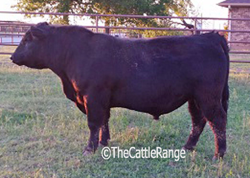 Cattle Range Listing Image