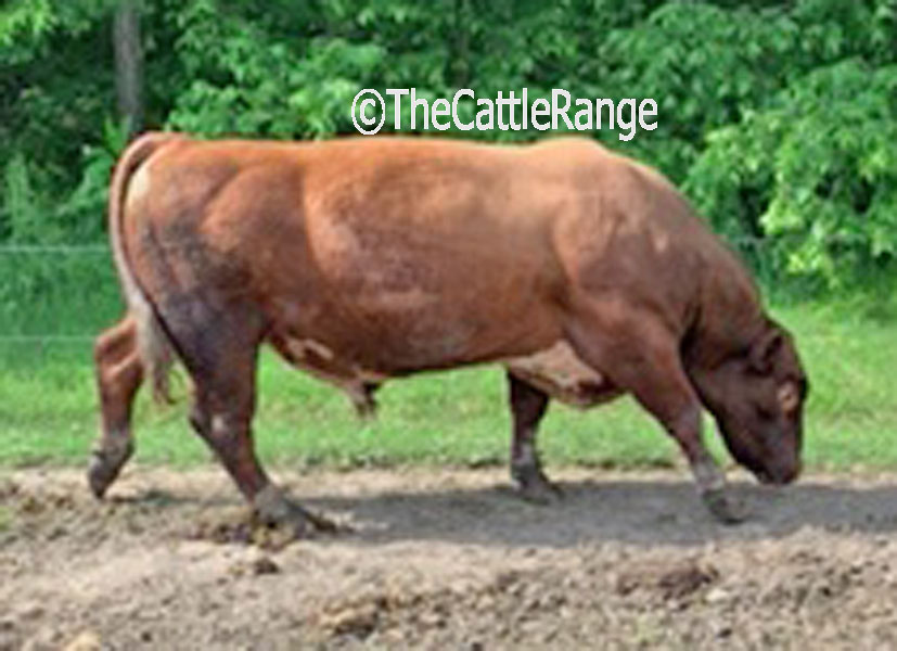 Cattle Range Listing Image