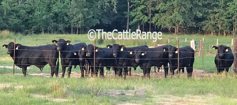 Cattle Range Listing Image