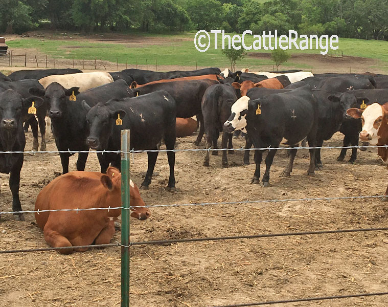 Cattle Range Listing Image