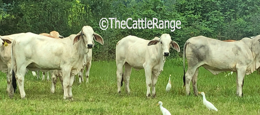 Cattle Range Listing Image