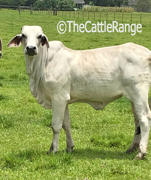 Cattle Range Listing Image