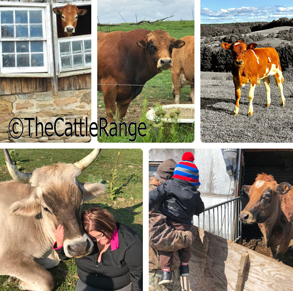 Cattle Range Listing Image