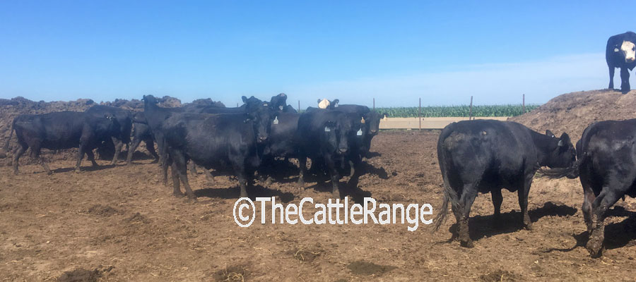 Cattle Range Listing Image