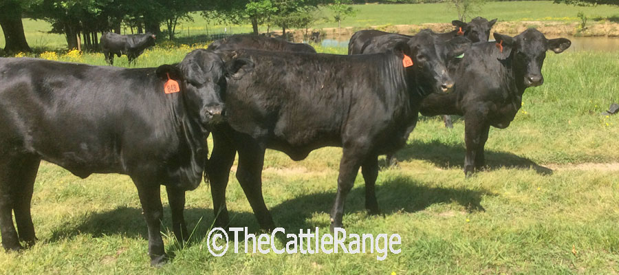 Cattle Range Listing Image